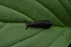 Mystacides sepulchralis