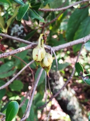 Ternstroemia lineata