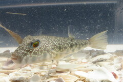 Sphoeroides nephelus