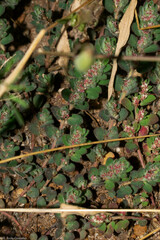 Euphorbia velleriflora