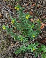 Lithospermum multiflorum