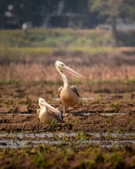 Pelecanus philippensis