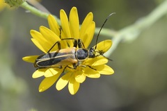 Chauliognathus opacus