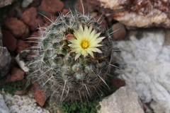 Coryphantha durangensis