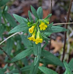 Lithospermum multiflorum