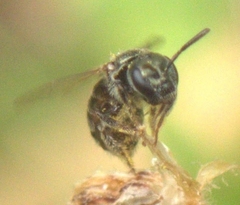 Dialictus
