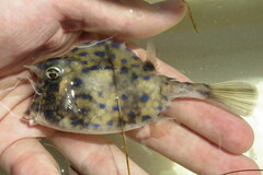 Acanthostracion quadricornis