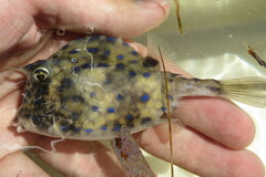 Acanthostracion quadricornis