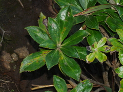Macrolearia chathamica
