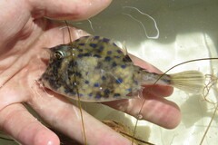 Acanthostracion quadricornis