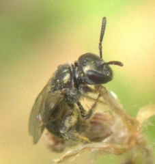 Dialictus