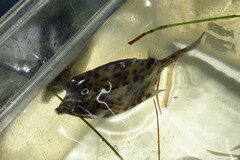 Acanthostracion quadricornis