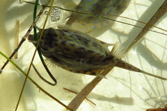 Acanthostracion quadricornis