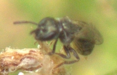 Dialictus