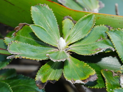Macrolearia chathamica