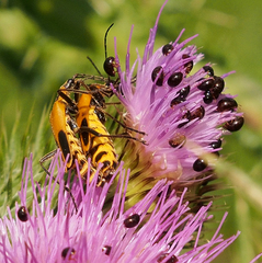 Chauliognathus pensylvanicus