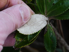Macrolearia chathamica