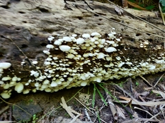 Fungi