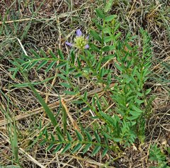 Astragalus laxmannii