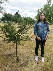 Vachellia schaffneri