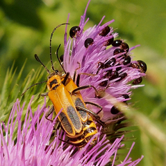 Chauliognathus pensylvanicus