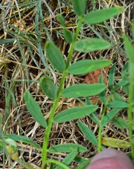 Astragalus laxmannii