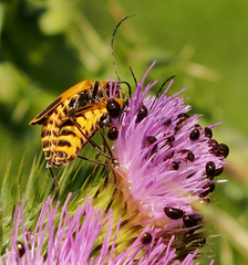 Chauliognathus pensylvanicus