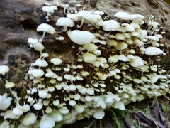 Fungi