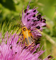 Chauliognathus pensylvanicus