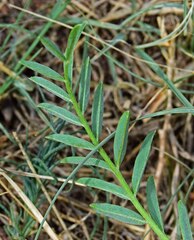 Astragalus laxmannii