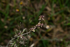 Froelichia interrupta