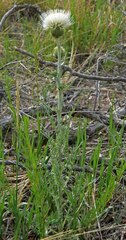 Cirsium canescens