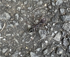 Myrmecia
