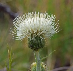 Cirsium canescens