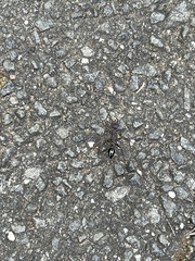 Myrmecia