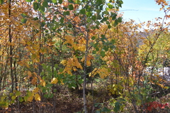 Populus