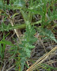 Cirsium canescens