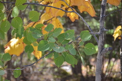 Populus