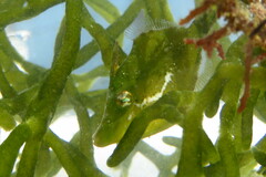 Monacanthus ciliatus