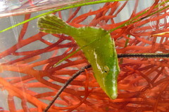 Monacanthus ciliatus