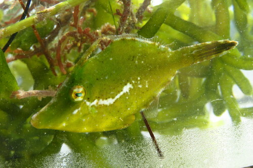 Gefranjerde vijlvis (Monacanthus ciliatus) — Monacanthidae — 5