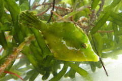 Monacanthus ciliatus