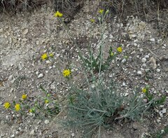 Hymenopappus filifolius