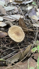 Lentinus arcularius
