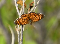 Texola elada ulrica