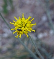 Hymenopappus filifolius