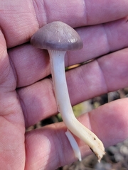 Cuphophyllus
