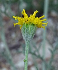 Hymenopappus filifolius
