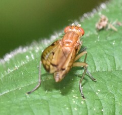 Tetanocera