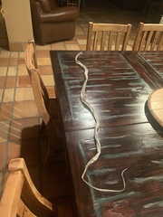 Masticophis flagellum testaceus